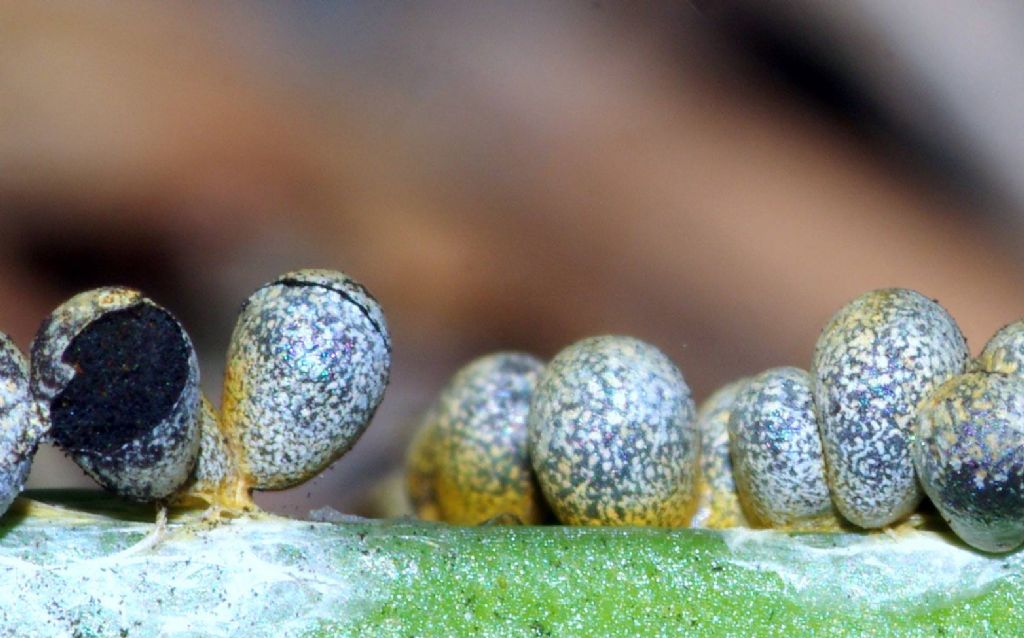 Physarum albescens